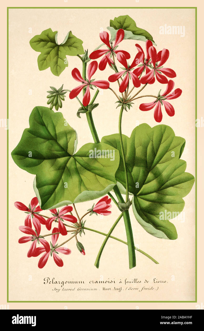 Pelargonium hederifolium Salisb. var. kermesinum Geranio Vintage illustrazione orticola litografia Foto Stock