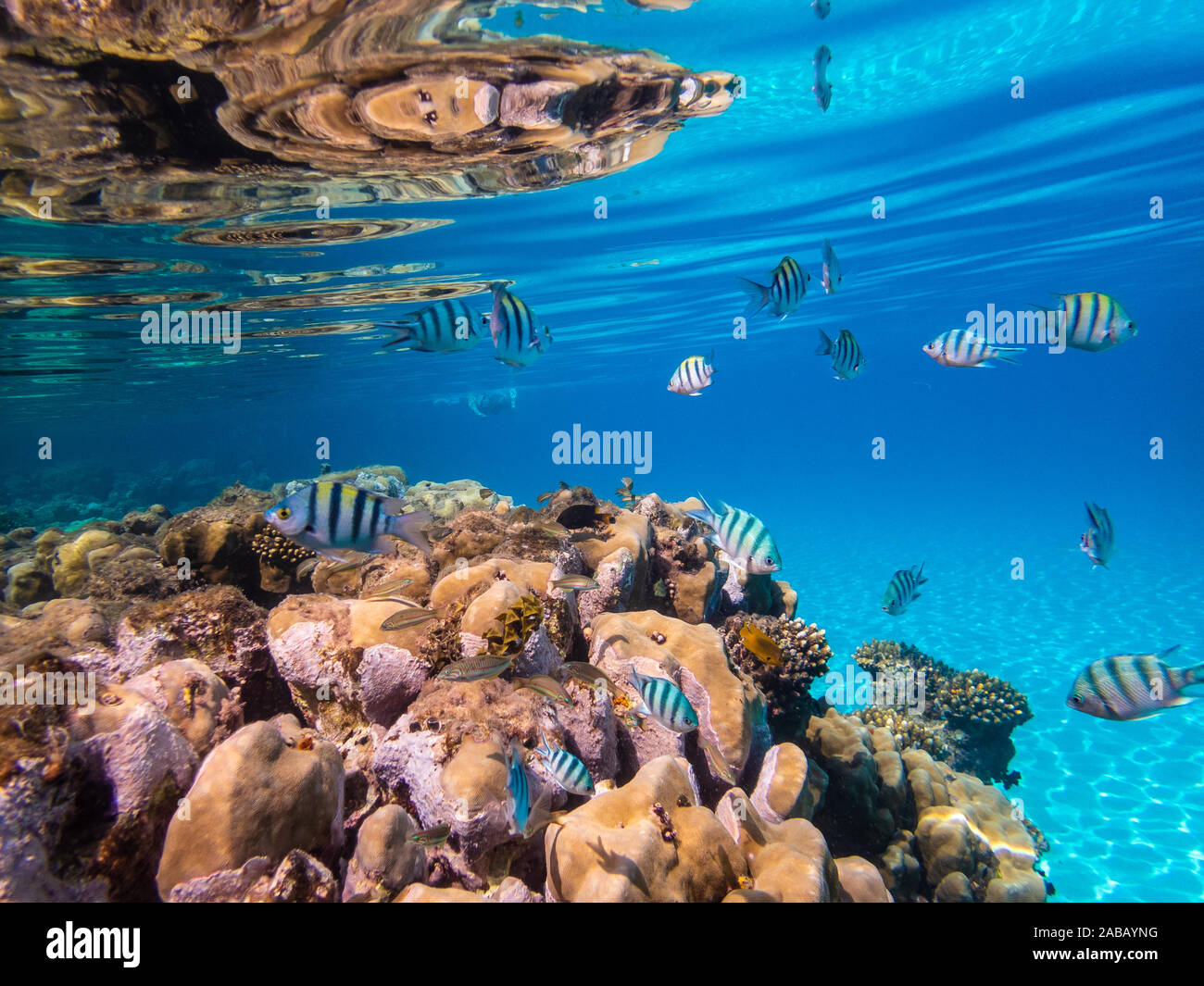 Cancellare subacquei con colori tropicali pesci e barriera corallina Foto Stock