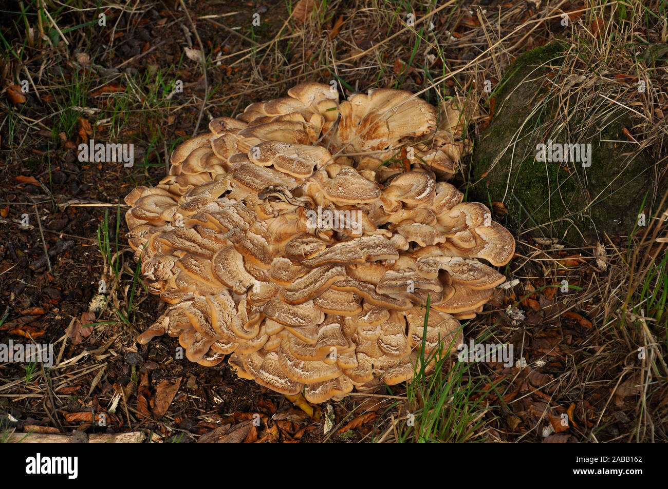 Polypore gigante,Meripilus giganteus,Meripilaceae, staffa fungo, nei boschi di Stourhead, Wiltshire, Regno Unito Foto Stock