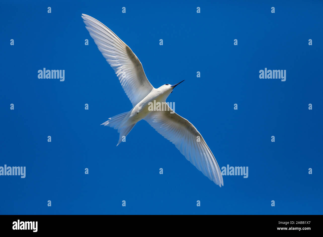 Tern bianco; Gygis alba; Seychelles Foto Stock