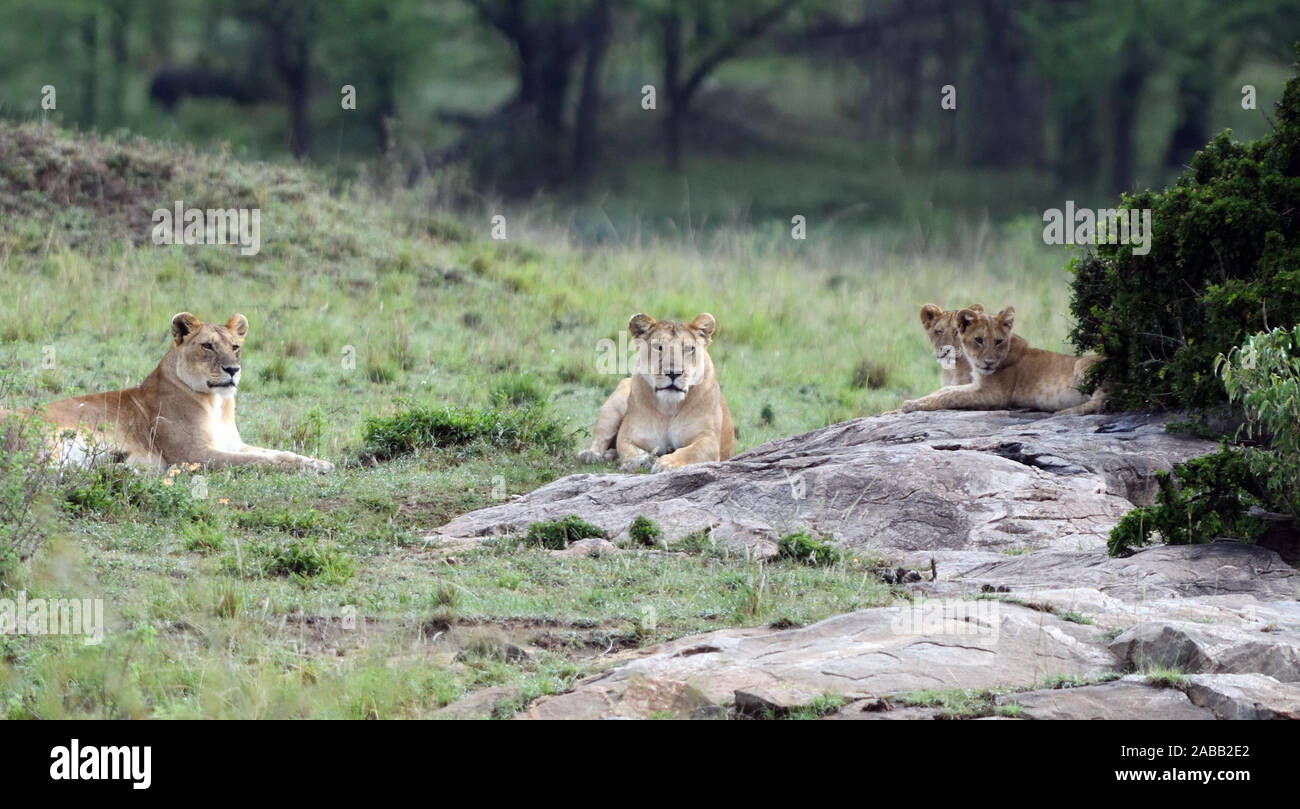 Due leoni femmina (Panthera leo) e due cuccioli di riposo. Parco Nazionale del Serengeti, Tanzania. Foto Stock