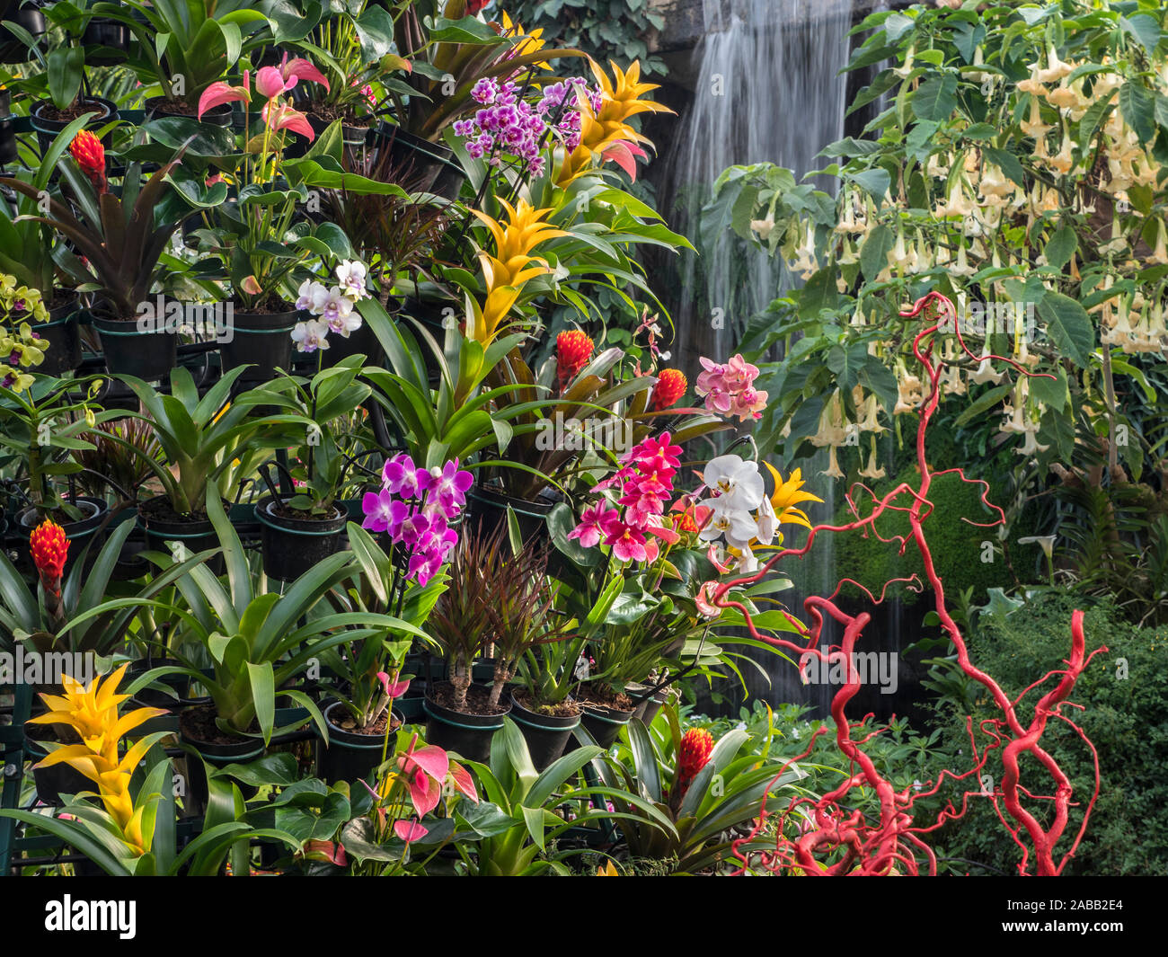 Lussureggianti tropicali colorati ambiente a cascata con orchidee la disposizione del display e Datura vespertine piante da fiore Foto Stock