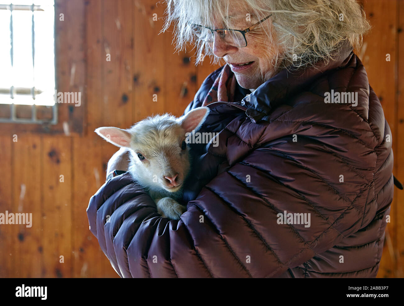 Una donna in possesso di un nuovo carico di agnello./ foto: Bo Arrhed Foto Stock