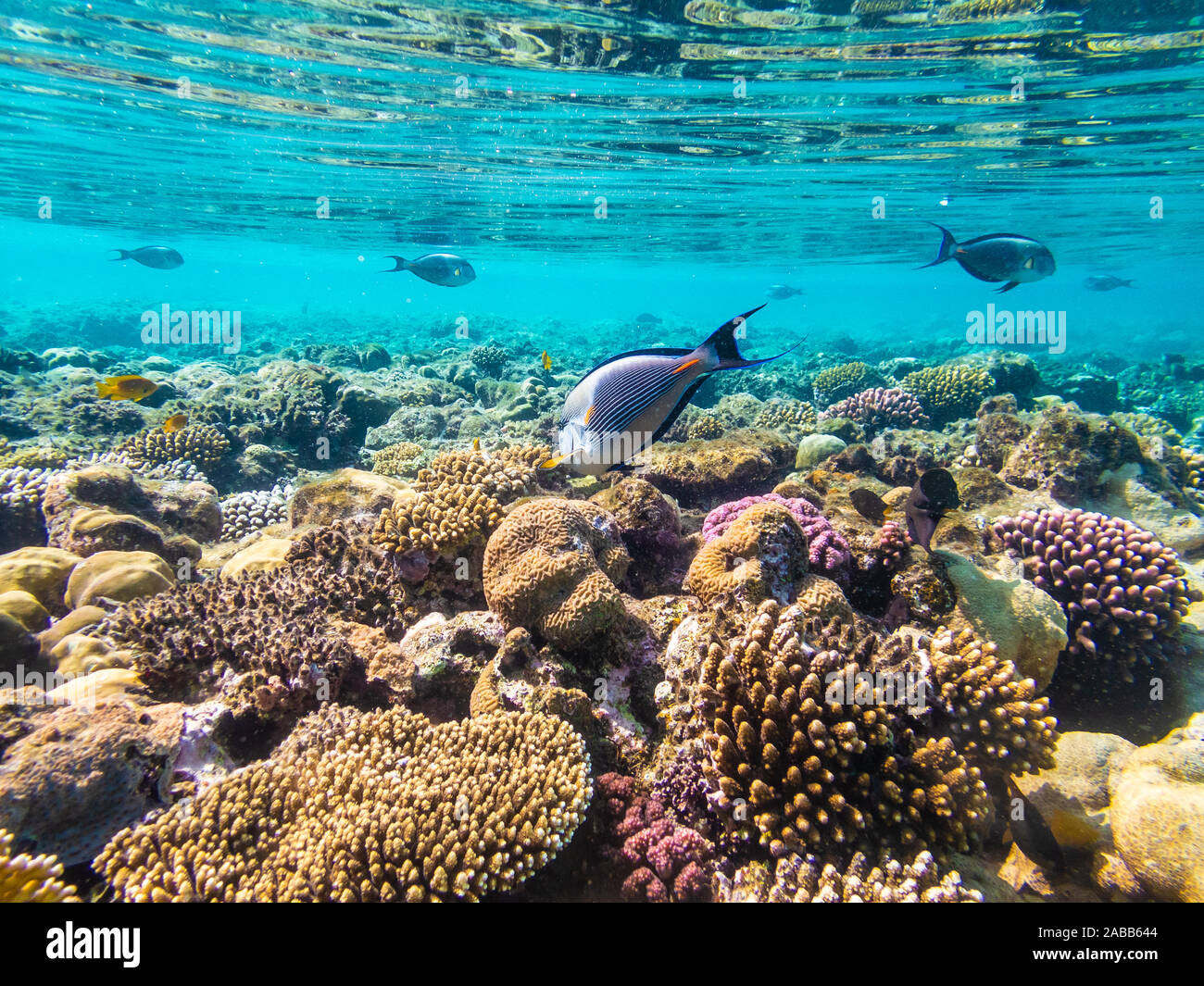 Cancellare subacquei con colori tropicali pesci e barriera corallina Foto Stock