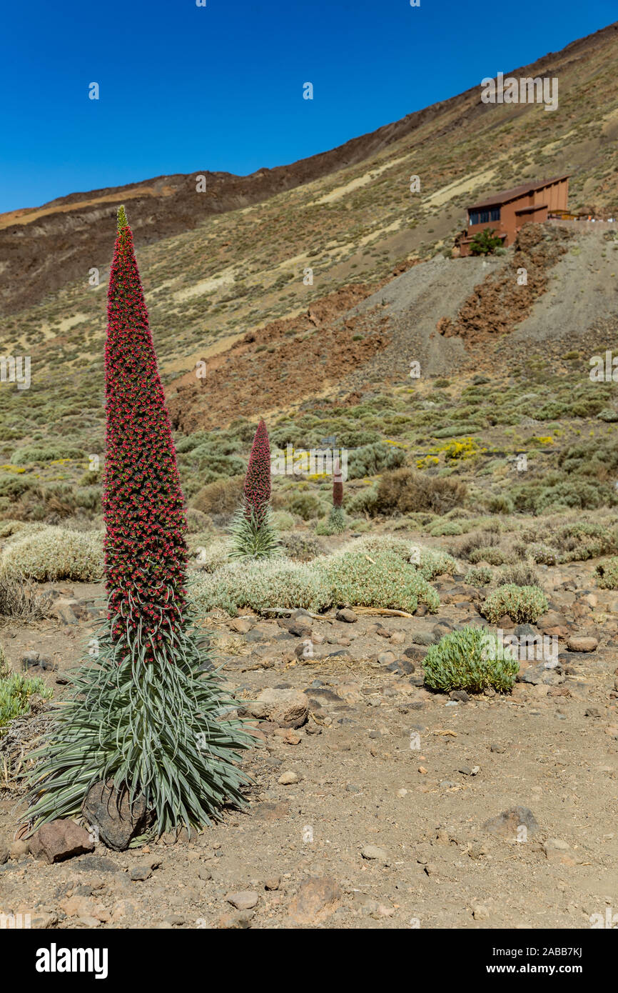 Bel fiore Tajinaste - Echium wildpreti. Il fiore endemico è un simbolo del Parco Nazionale del Teide. Come un buon impianto di miele, è sempre surrou Foto Stock