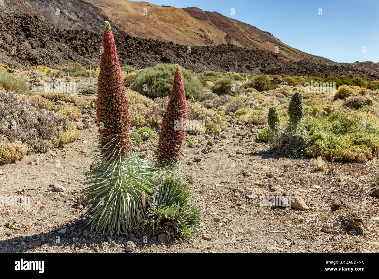 Bel fiore Tajinaste - Echium wildpreti. Il fiore endemico è un simbolo del Parco Nazionale del Teide. Come un buon impianto di miele, è sempre surrou Foto Stock