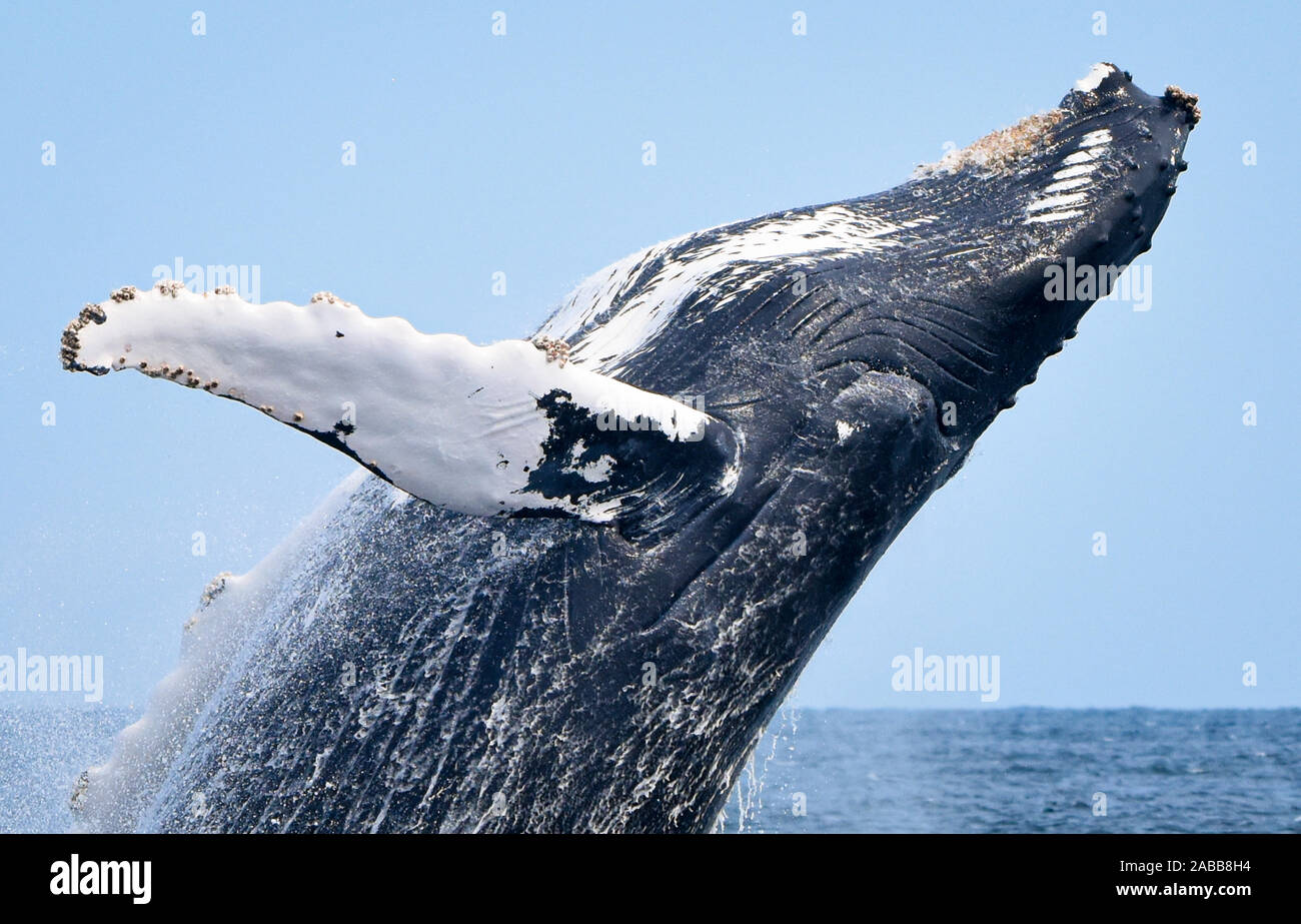 Close-up di una violazione Humpback Whale la testa e flipper. Foto Stock
