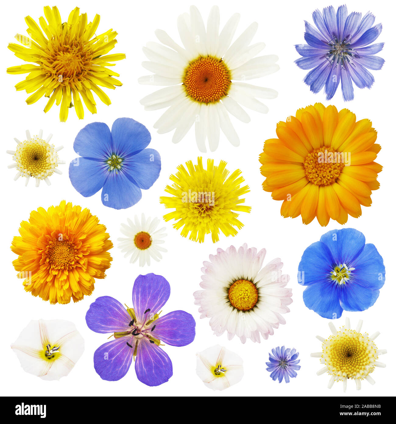 Grande raccolta di fiori selvaggi isolati su uno sfondo bianco. Le piante vengono utilizzate in vari farmaci Foto Stock