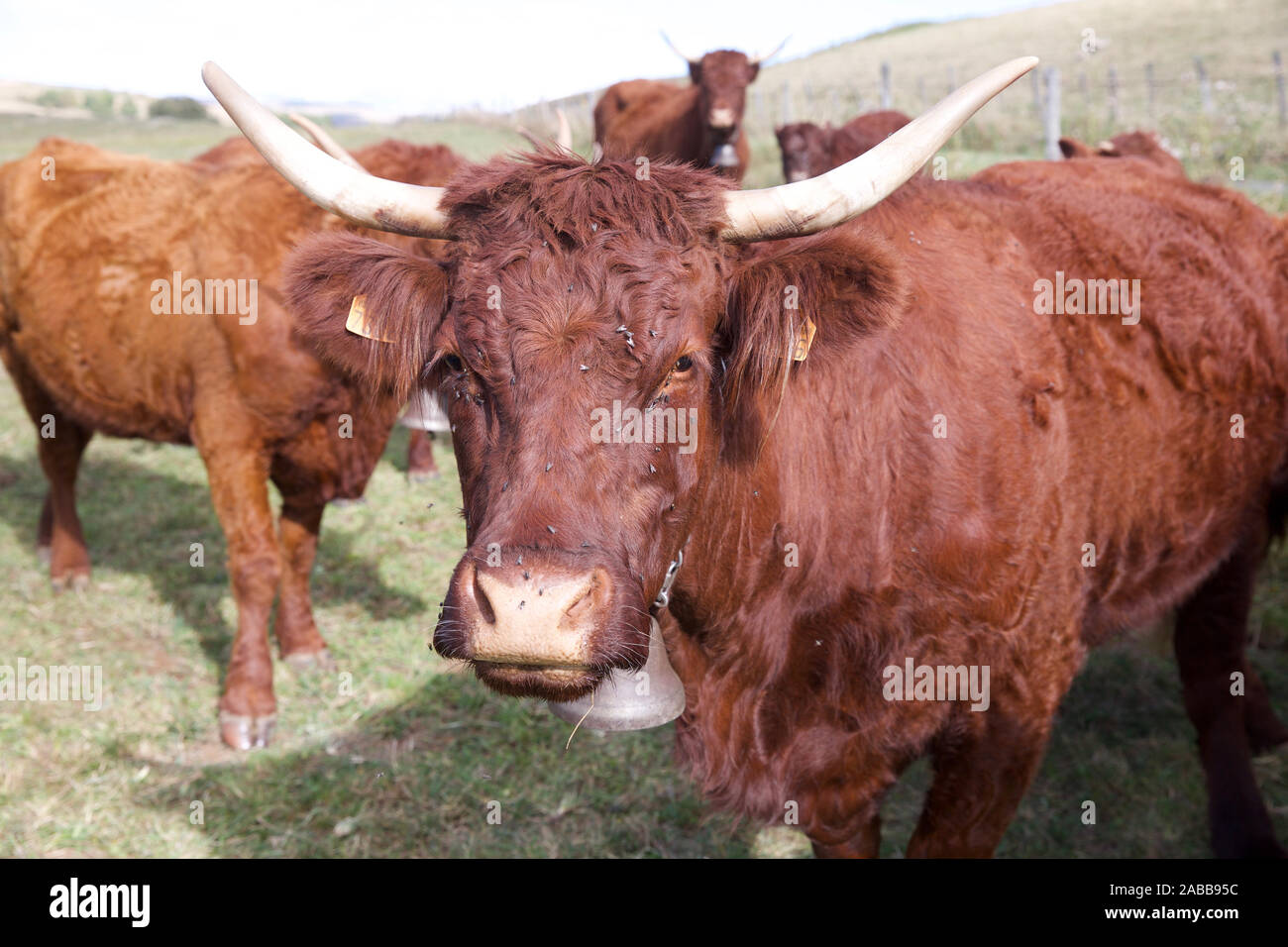 Salers bovini da carne, cartello, Massiccio centrale, Francia Foto Stock