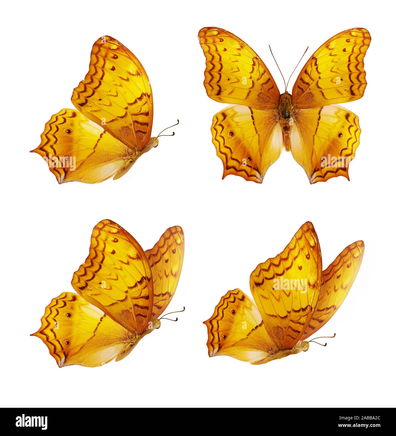 Set di quattro bellissime farfalle giallo. Orange Vindula erota butterfly isolati su sfondo bianco. Farfalla con ali spiegate in volo. Foto Stock