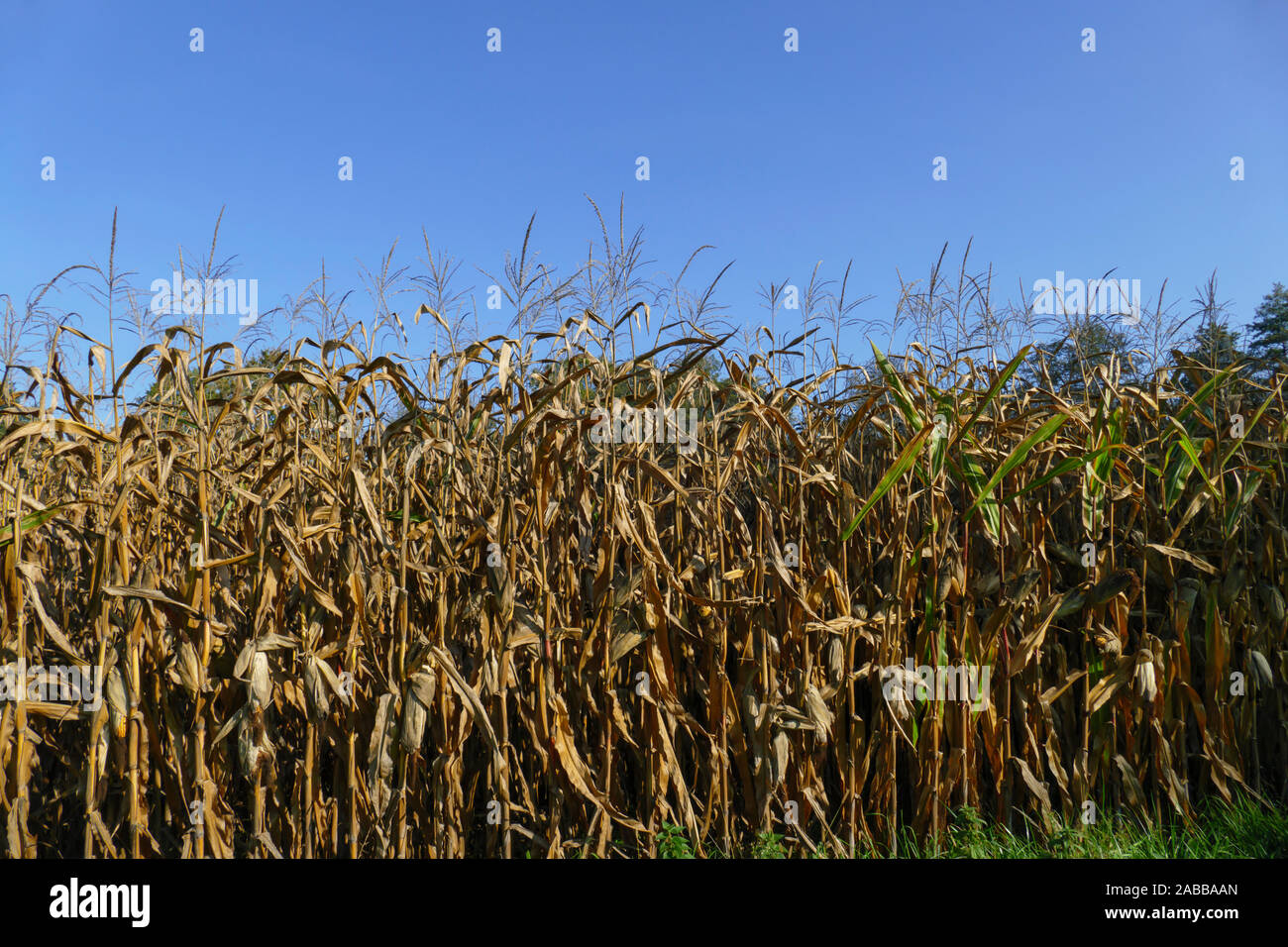 Maisfeld mit Maiskolben kurz vor der und während der Ernte Foto Stock