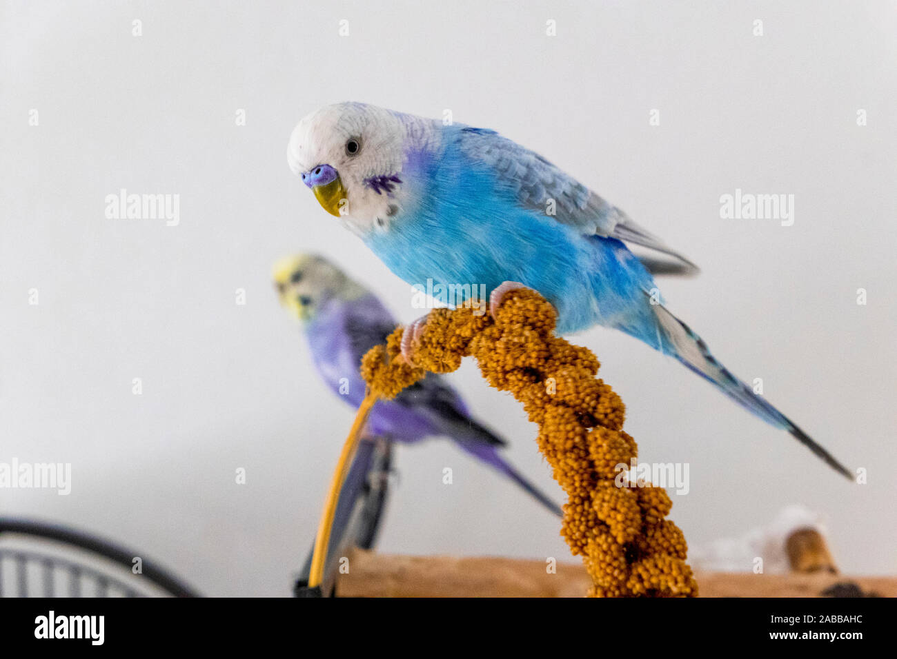 Budgie blu mangia il miglio di stantuffo Foto Stock