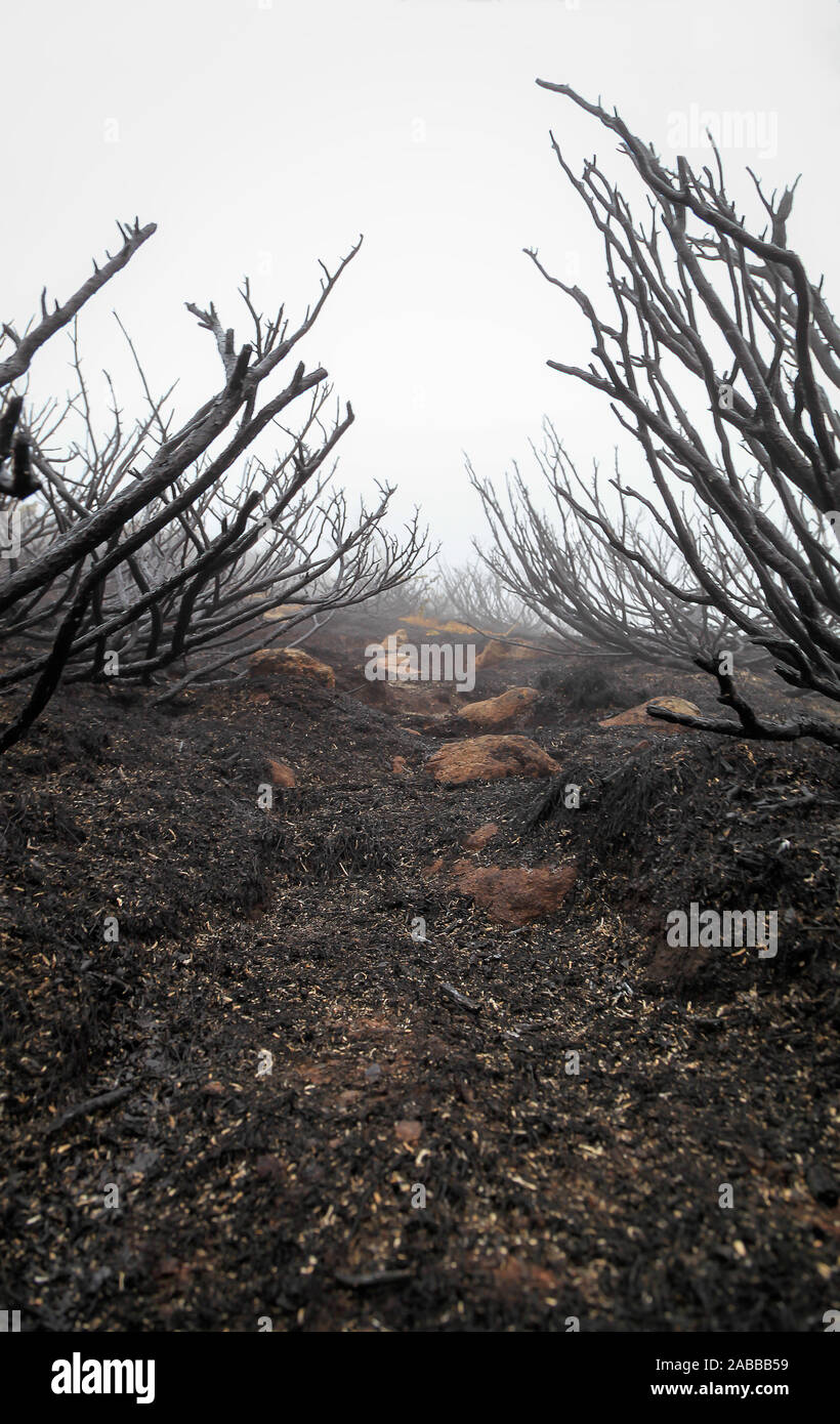Basso angolo di visione in una nebbiosa, moody giorno di bruciare piante di ginepro e un percorso di montagna coperta da foglie dopo un terribile incendio Foto Stock