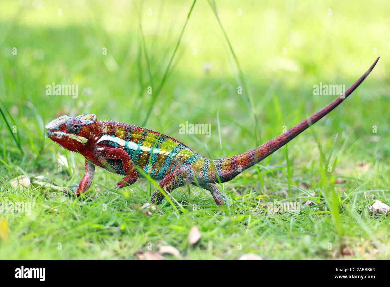 Ritratto di una pantera chameleon in erba, Indonesia Foto Stock