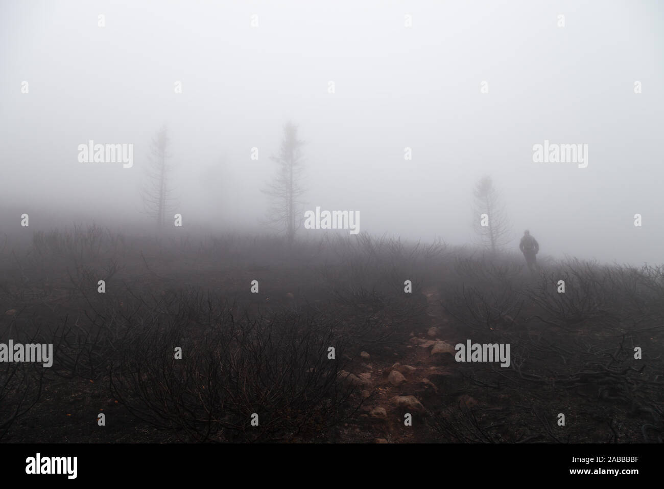 Gli escursionisti di montagna con una cappa sopra il suo aveva perso nella fitta nebbia e la nebbia nel campo di bruciato piante di ginepro e spooky cari alberi Foto Stock