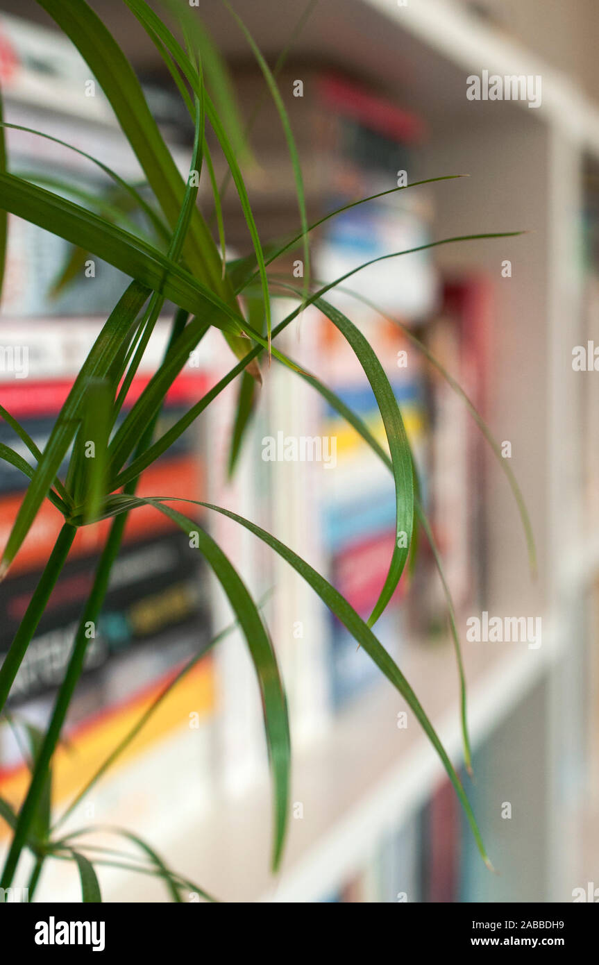 Home dettaglio interni - Un fiore di papiro da vicino, pulire bookcshelf bianco pieni di libri in background. Foto Stock