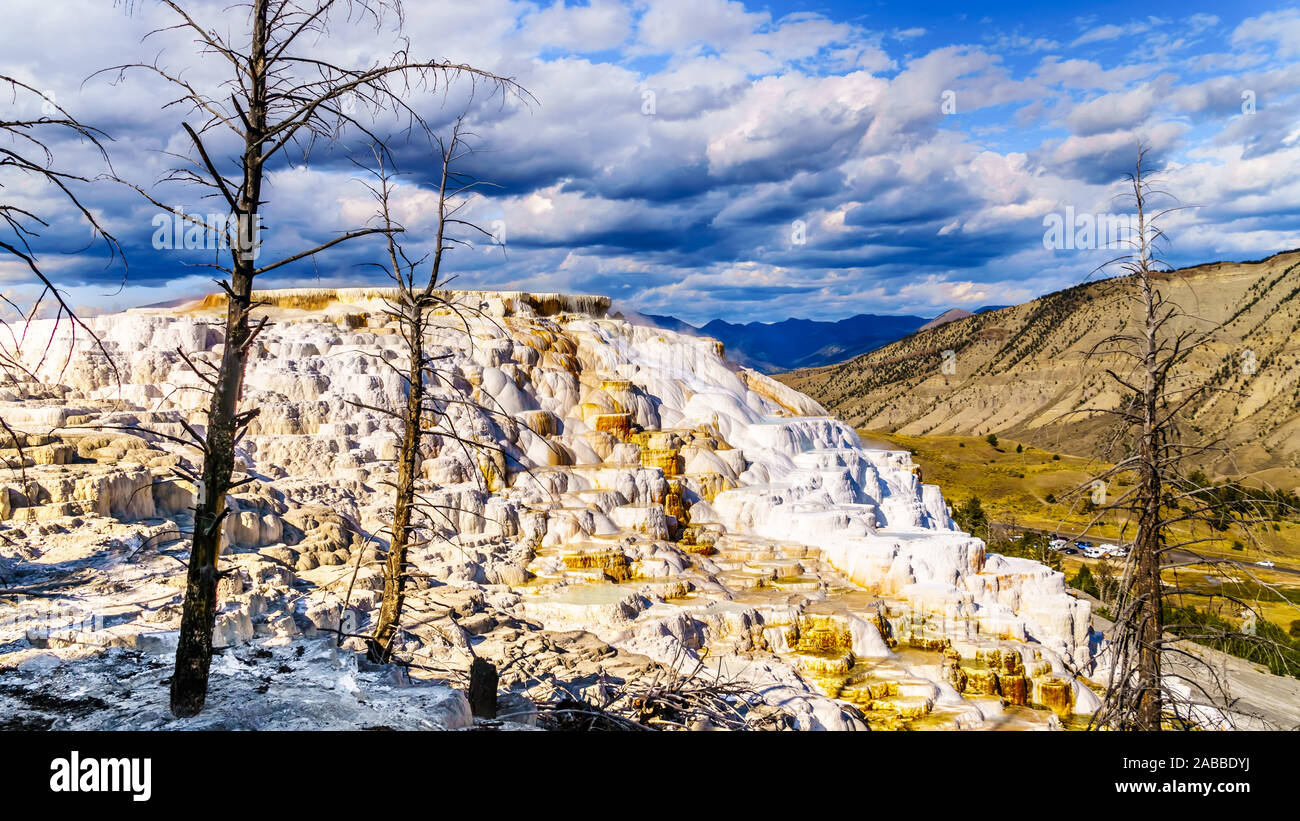 Gli alberi morti causate da minerali ricchi di acque e vapori vicino a Canary molla sulla terrazza principale da Mammoth molle nel Parco Nazionale di Yellowstone, WY, STATI UNITI D'AMERICA Foto Stock