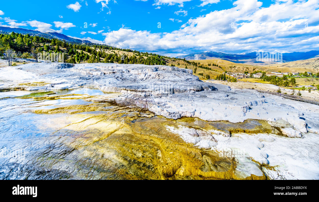 Acqua calda e minerali creando terrazze come sono che fluisce dalla tavolozza in primavera il Mammoth Springs area del Parco Nazionale di Yellowstone, Wyoming US Foto Stock