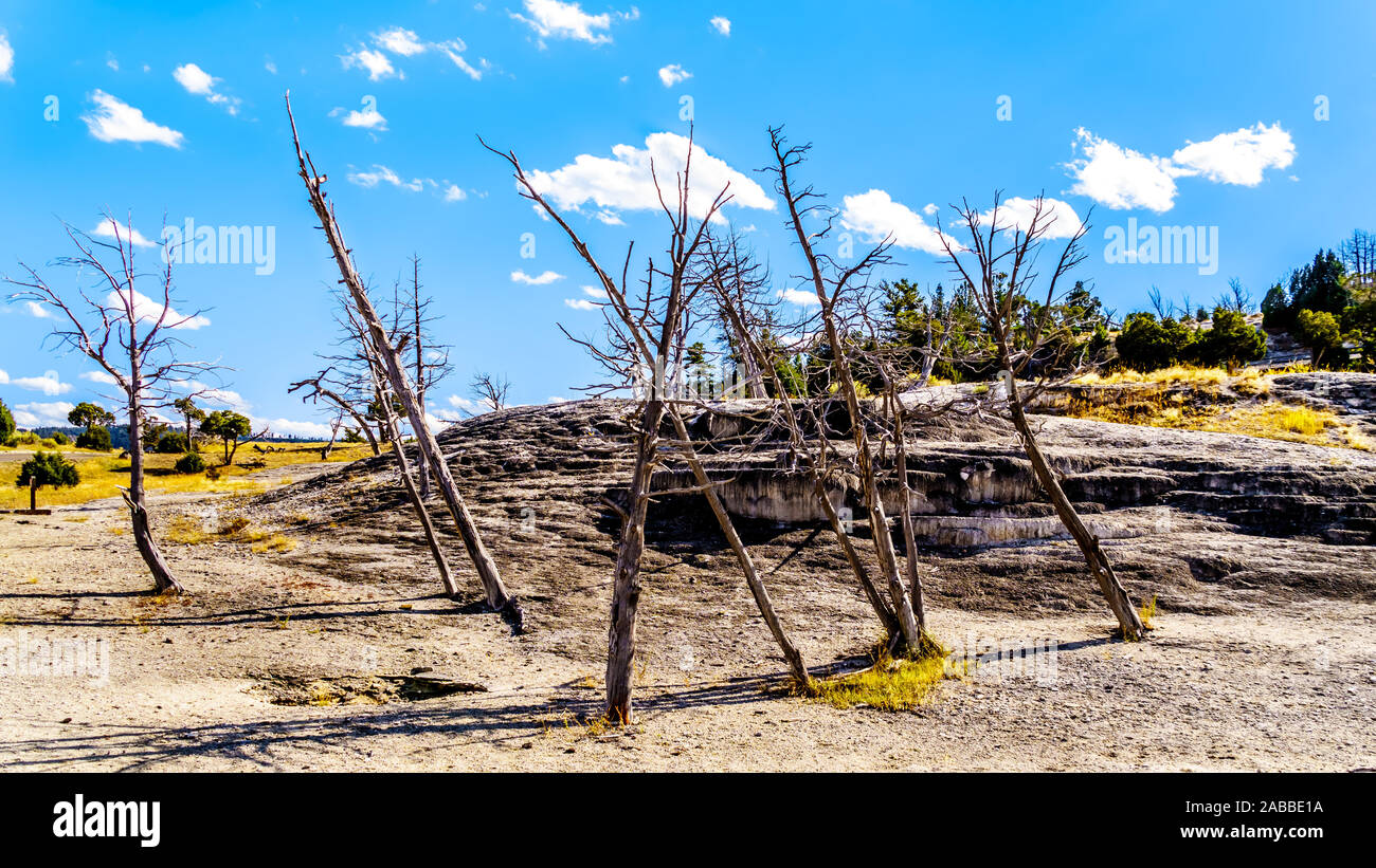 Gli alberi morti causate da minerali e fumi di oggi prosciugato le molle nelle molle di Mammoth area del Parco Nazionale di Yellowstone, Wyoming negli Stati Uniti Foto Stock