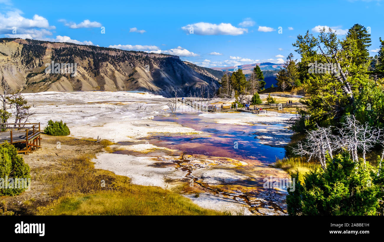 I minerali ricchi di acqua calda della molla erbosa sulla terrazza principale nel Mammoth Springs area del Parco Nazionale di Yellowstone, Wyoming negli Stati Uniti Foto Stock