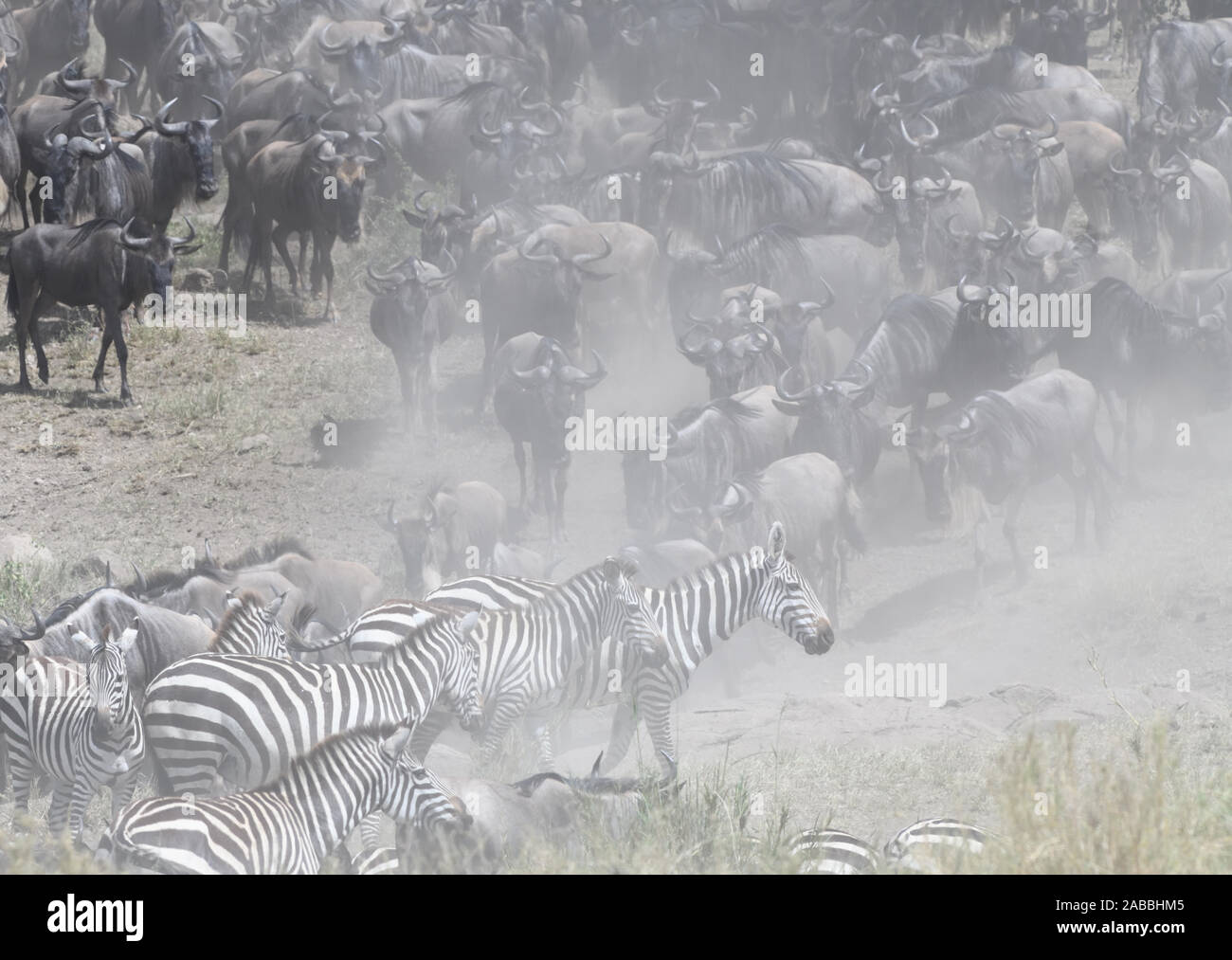 Le pianure zebra (Equus quagga, precedentemente Equus burchellii) e blu GNU (Connochaetes taurinus) mill circa la creazione di nubi di polvere da Mara Ri Foto Stock