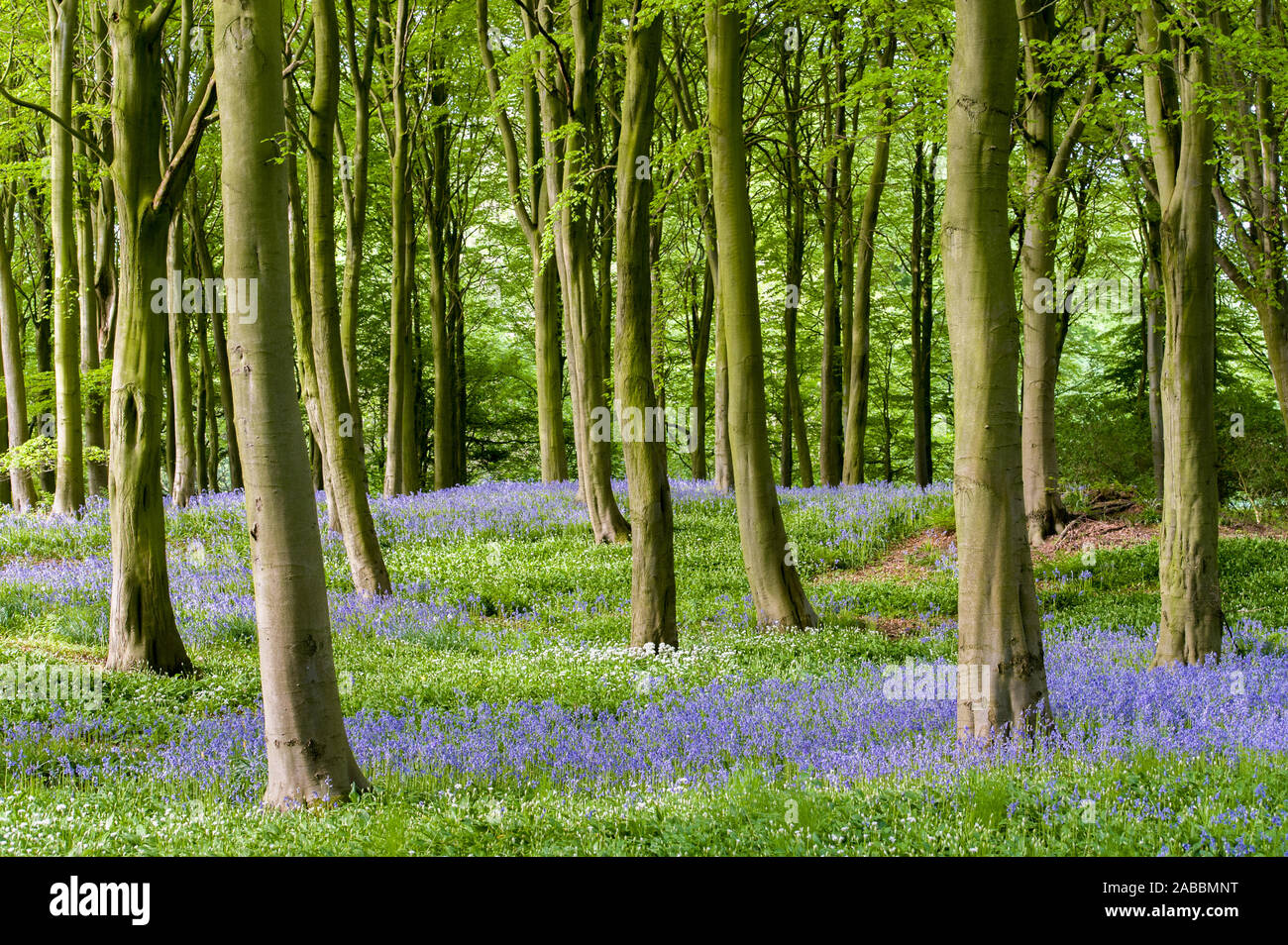 Bluebells accoccolato tra alberi di alto fusto Foto Stock