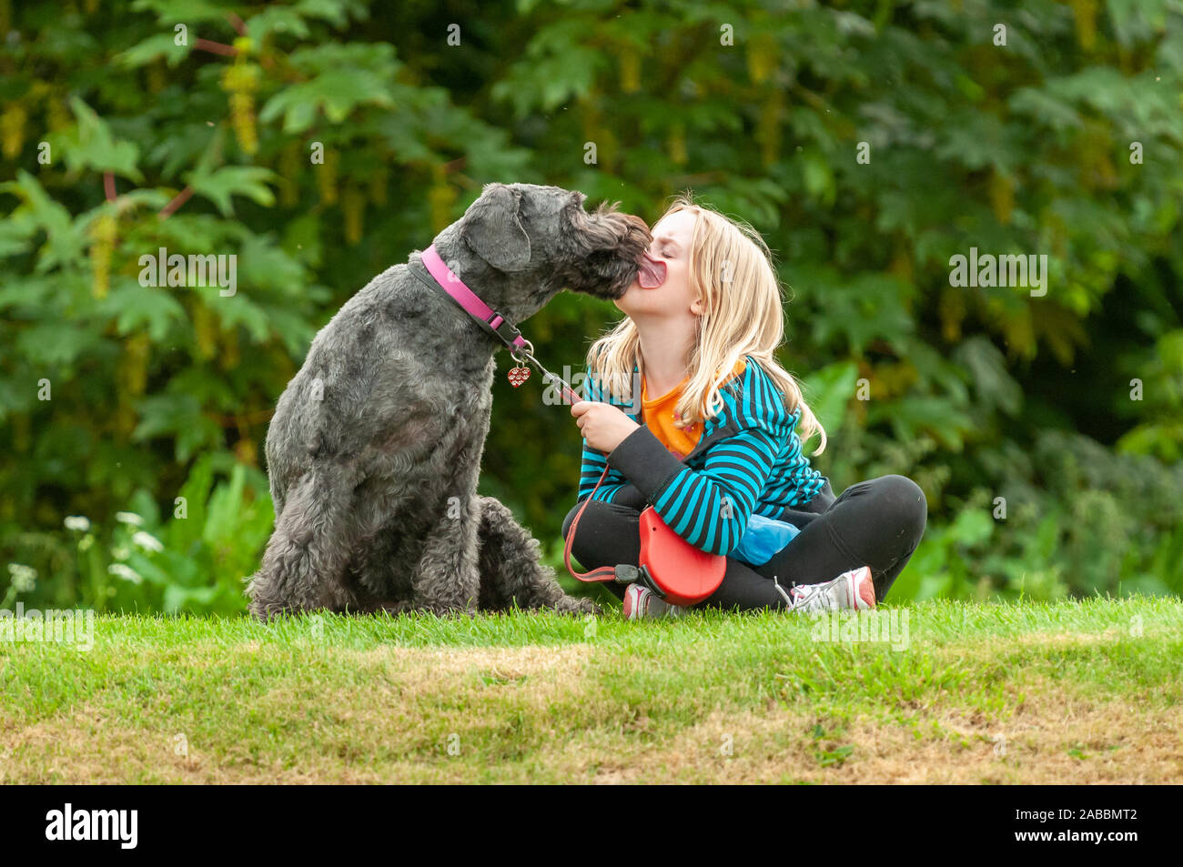 Giovane ragazza bionda seduta su erba avente la sua faccia lambito da un nero labradoodle cane al guinzaglio Foto Stock