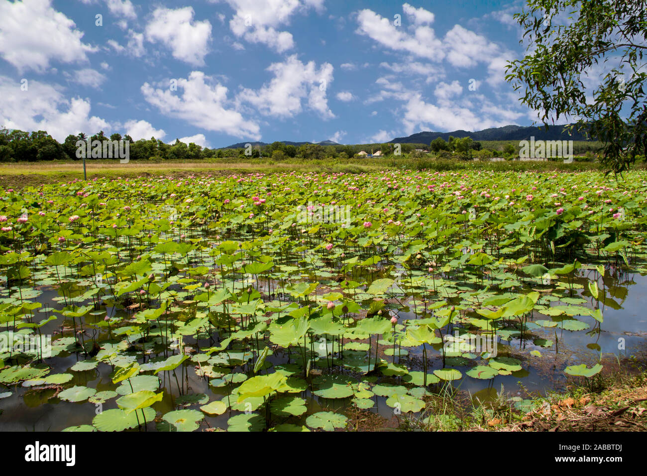 Fiore di loto piante nel lago a Phuket, Tailandia,acqua Foto Stock