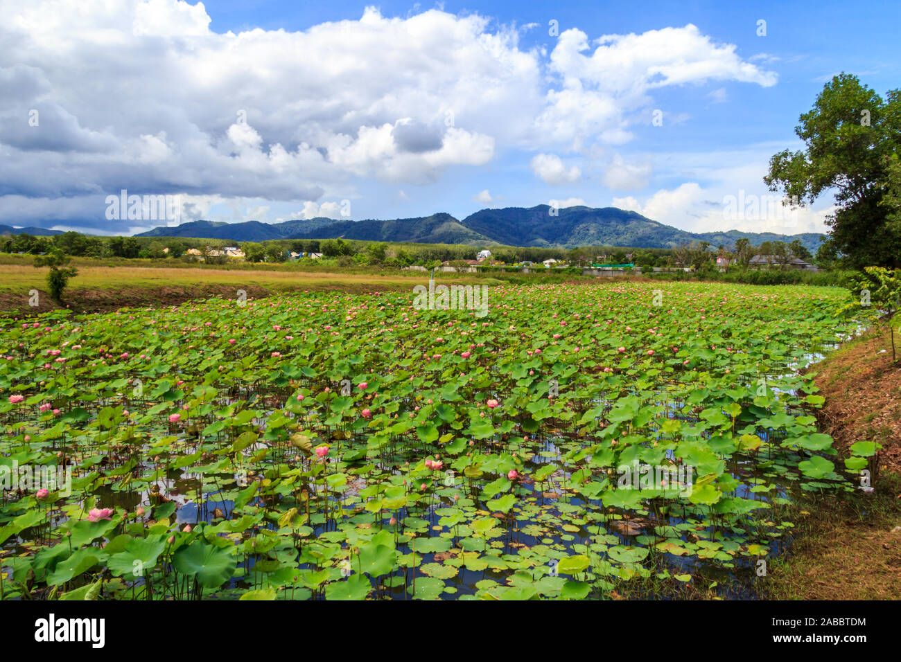 Fiore di loto e foglie in stagno in Phuket, Tailandia Foto Stock