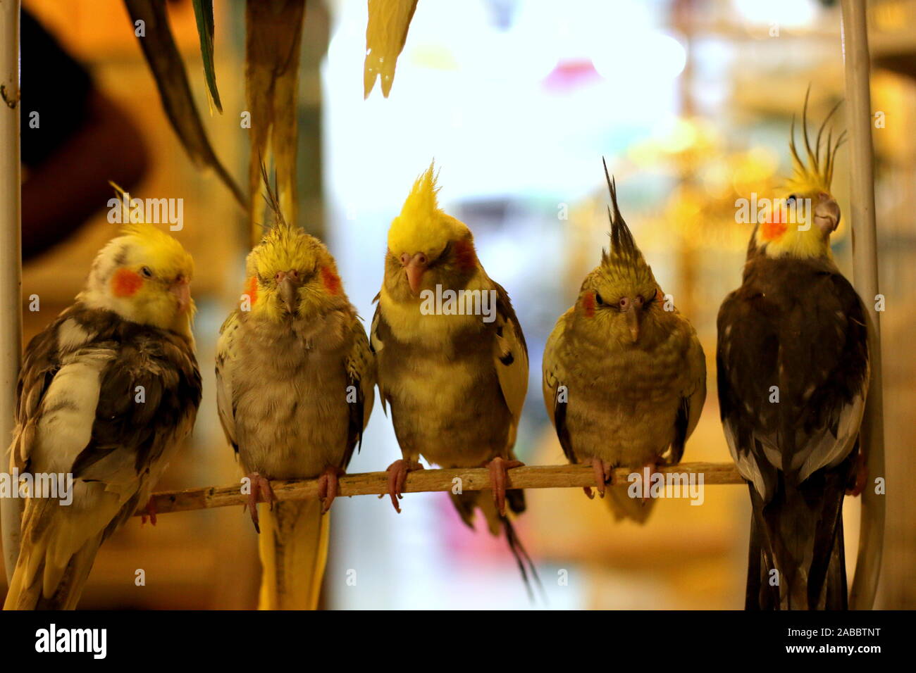 Carino e stilista bird Foto Stock