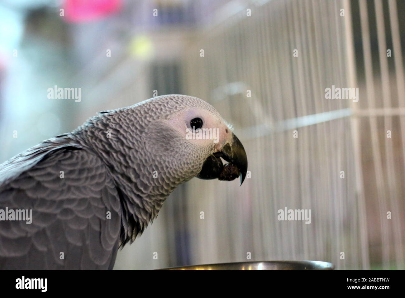Carino e stilista bird Foto Stock