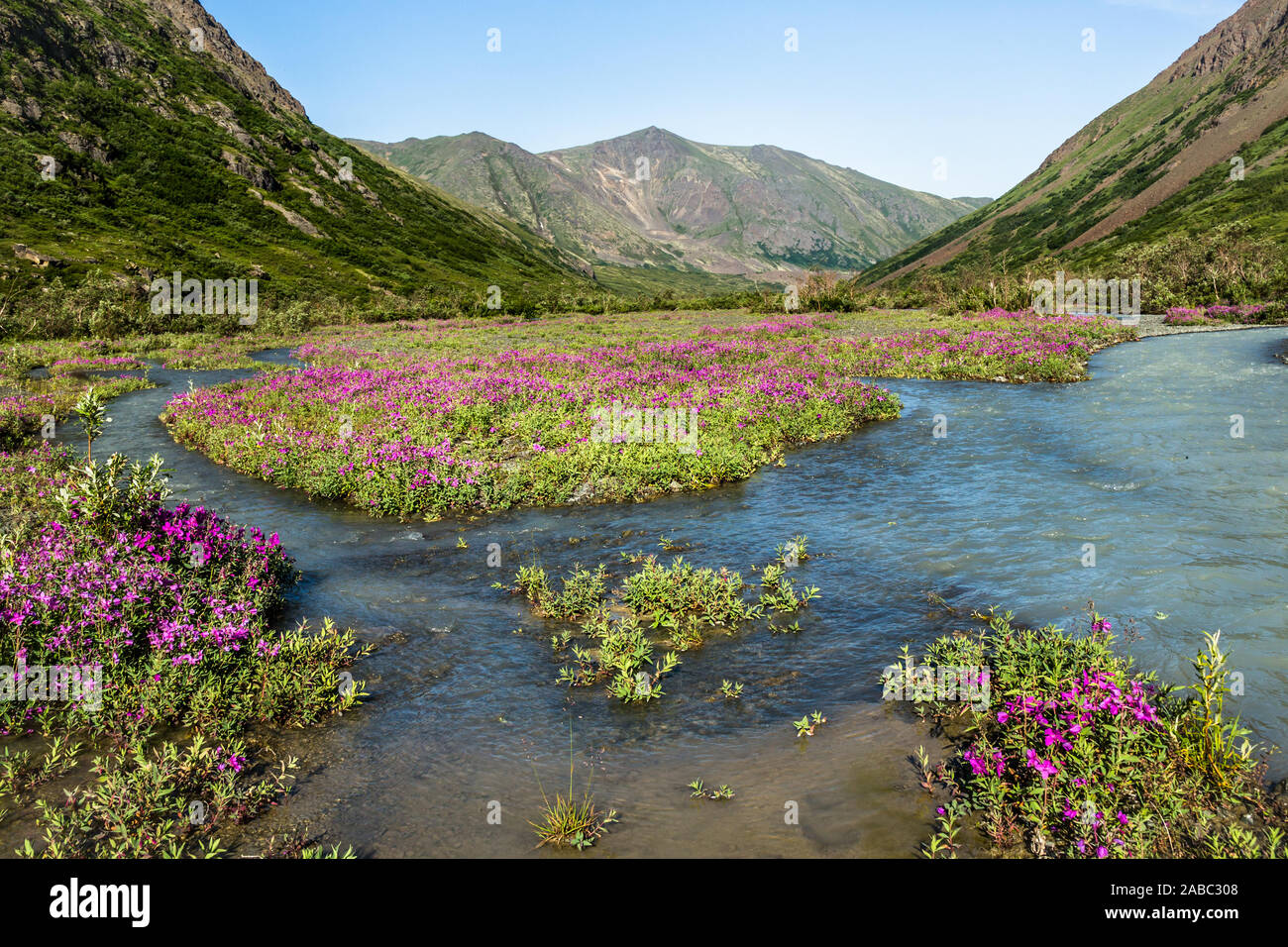 Fiume che attraversa ampi valle glaciale pieno di fiori selvatici in fiore in primavera. Deserto in remote Alaska con nessun popolo, nessuna strada e non tra Foto Stock