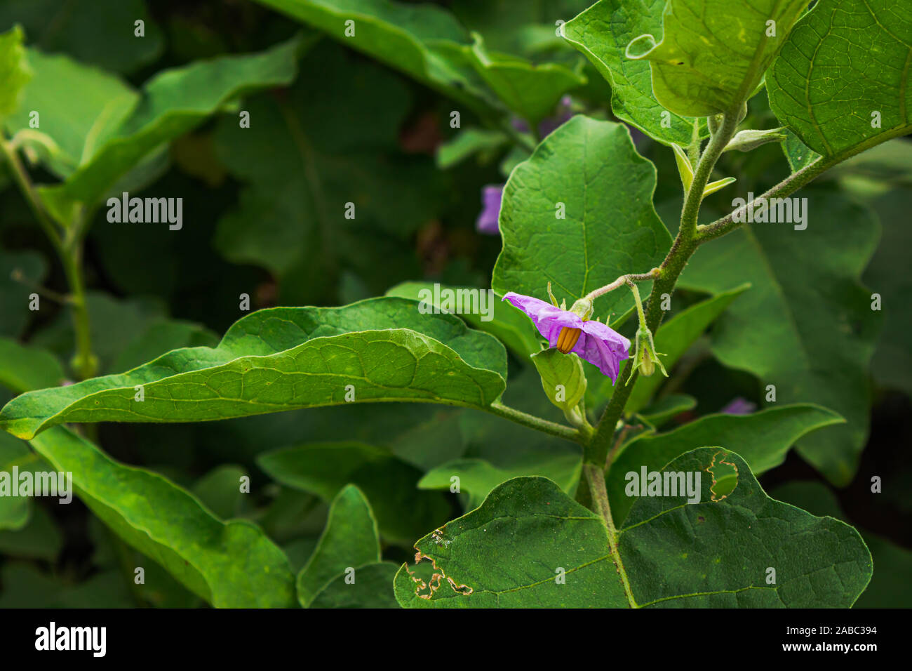 Un bel fiore di melanzana (brinjal) impianto Foto Stock