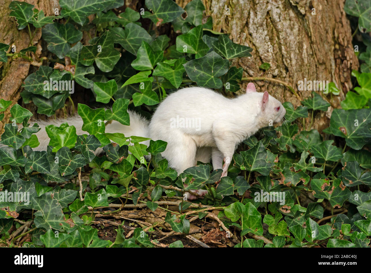 Scoiattolo Albino da un tronco di albero nella National Mall di Washington DC Foto Stock