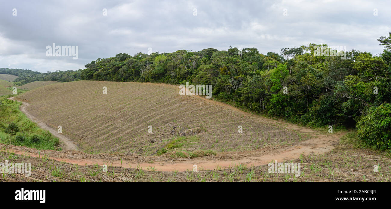 Andane grandi di foresta atlantica sono stati liquidati per la piantagione di canna da zucchero. Il Brasile, Sud America. Foto Stock