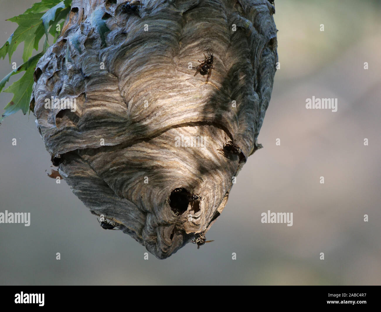 Bald-di fronte hornets e nido. Dolichovespula maculata. La Thatcher boschi, Cook County, Illinois. Foto Stock
