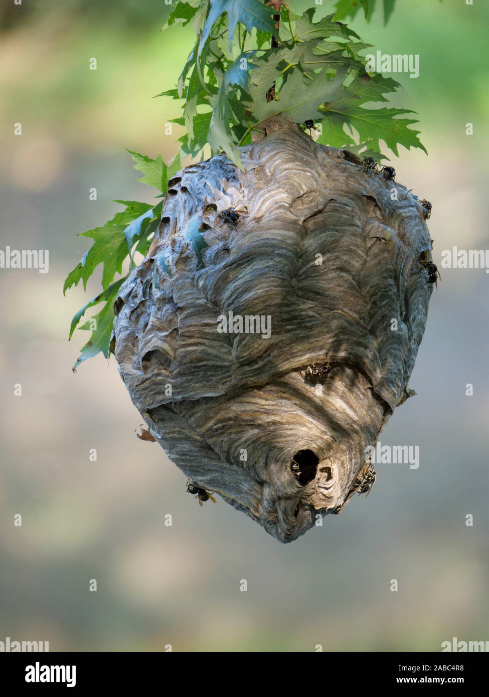Bald-di fronte hornets e nido. Dolichovespula maculata. La Thatcher boschi, Cook County, Illinois. Foto Stock
