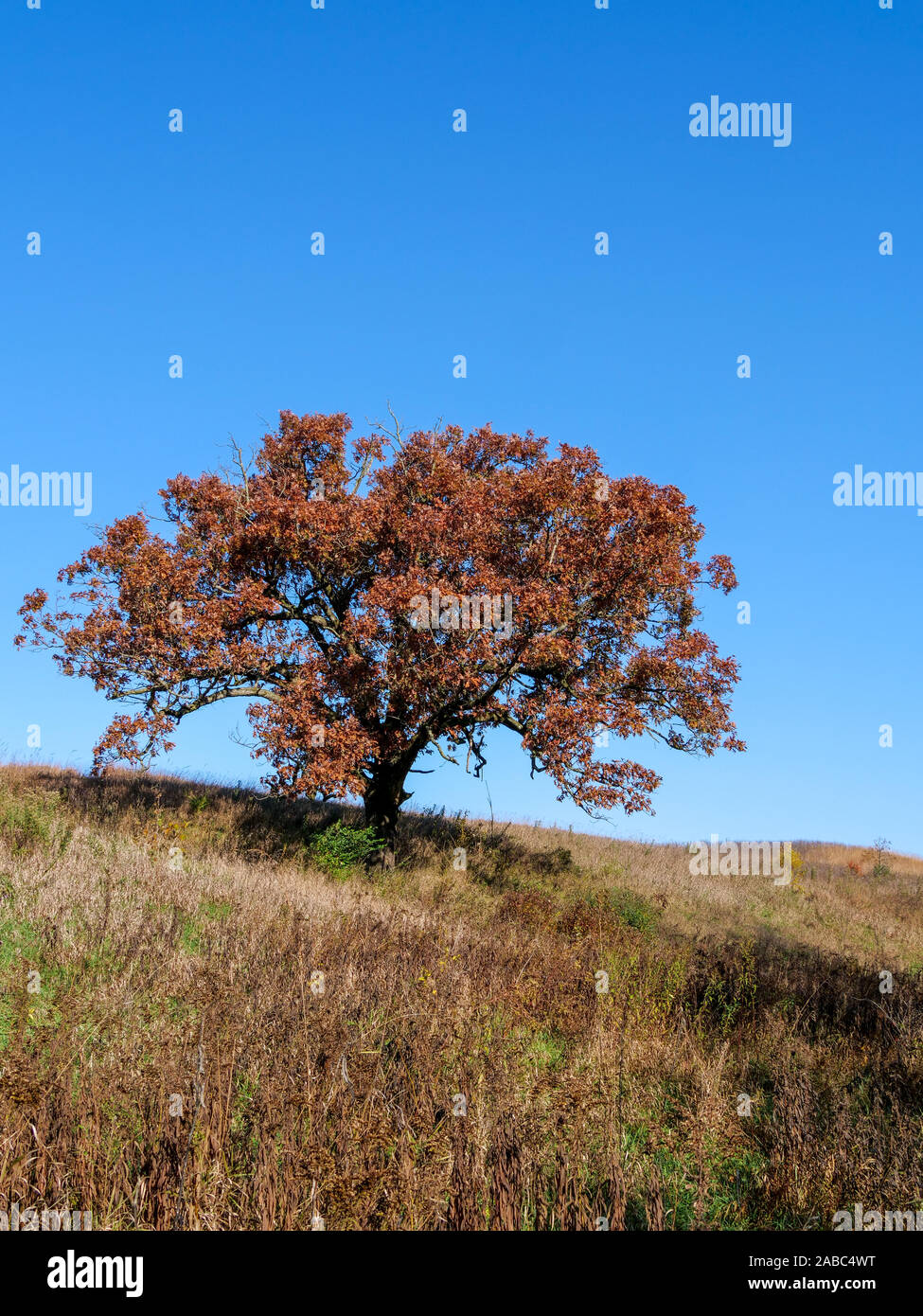 Oak Tree crescono su Camelback Kame. Parco glaciale, McHenry County, Illinois. Un kame è un deposito di ghiaia a sinistra da un ghiacciaio in ritirata. Foto Stock