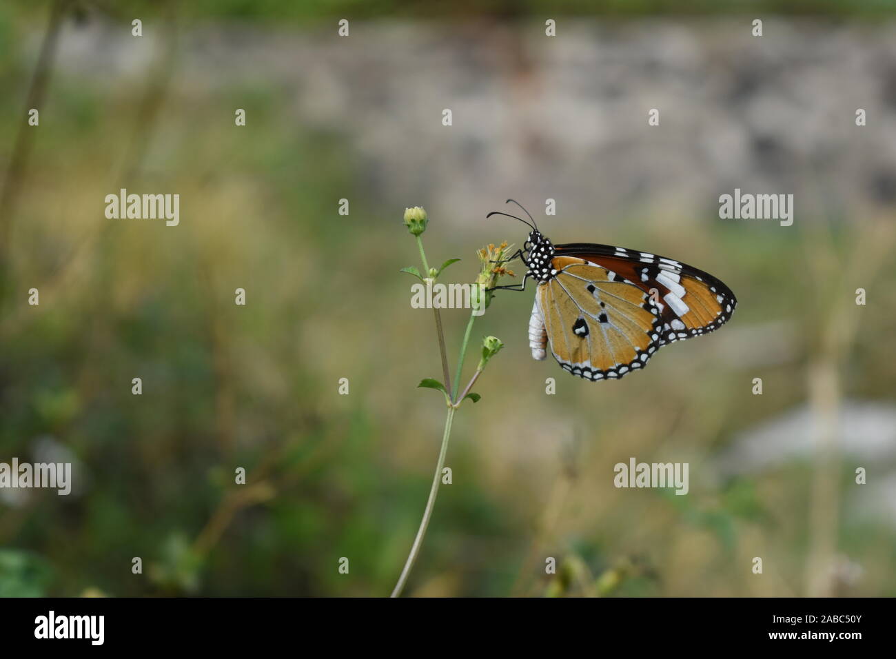 Un monarca africano o Normale Tiger butterfly appollaiato su un coatbuttons fiore all'inizio della stagione delle piogge in Surakarta, Indonesia. Foto Stock