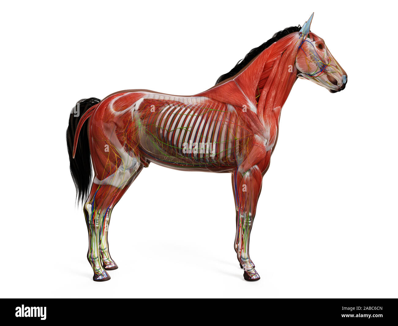 3d reso anatomia dell'anatomia equina Foto Stock