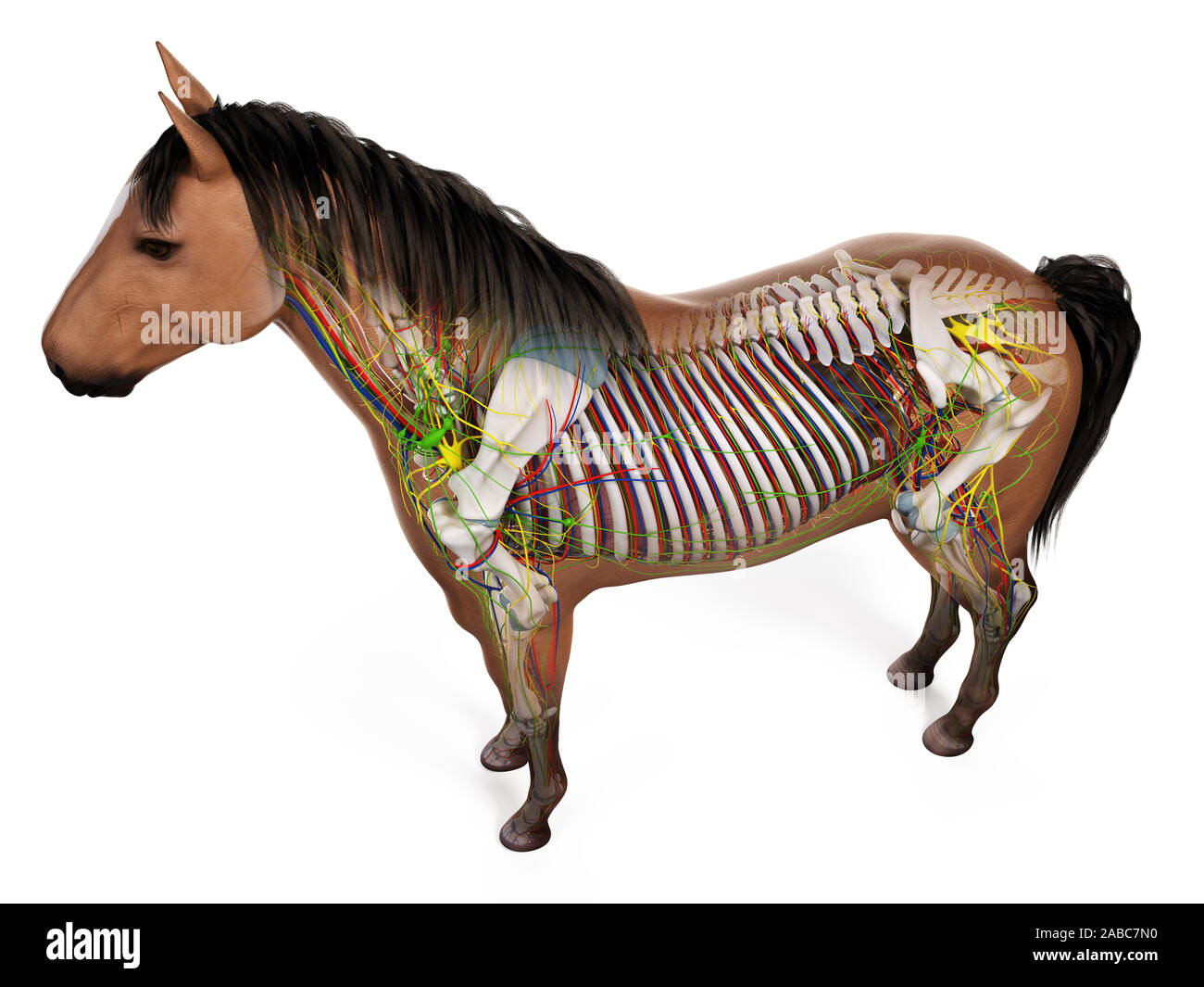 3d reso anatomia dell'anatomia equina Foto Stock