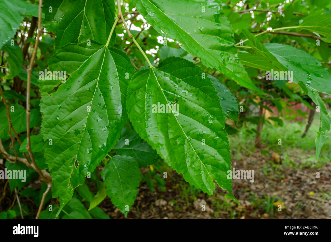 Foglie di gelso (Morus Nigra) Foto Stock