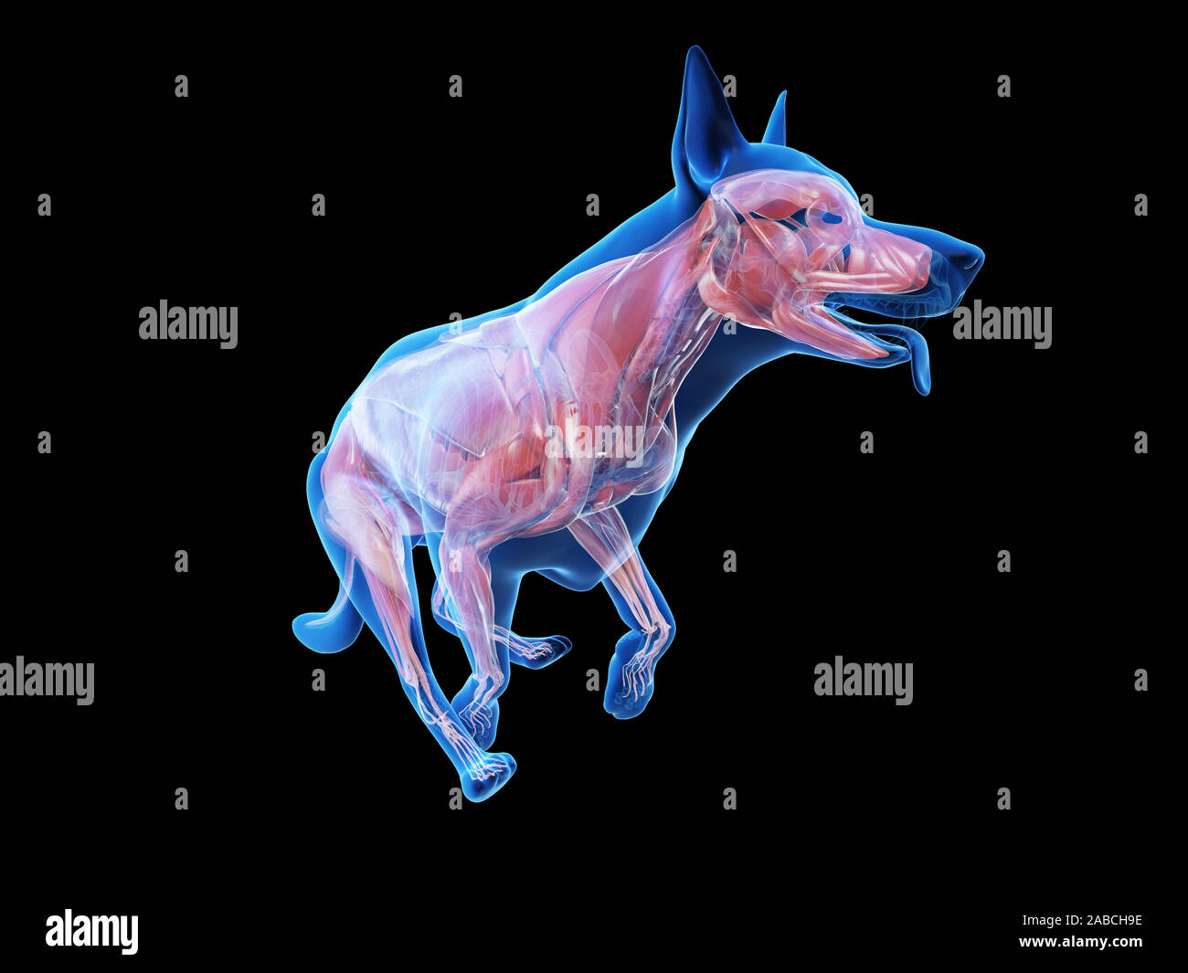 3D Rendering accurato dal punto di vista medico illustrazione di un muscolo cani anatomia Foto Stock