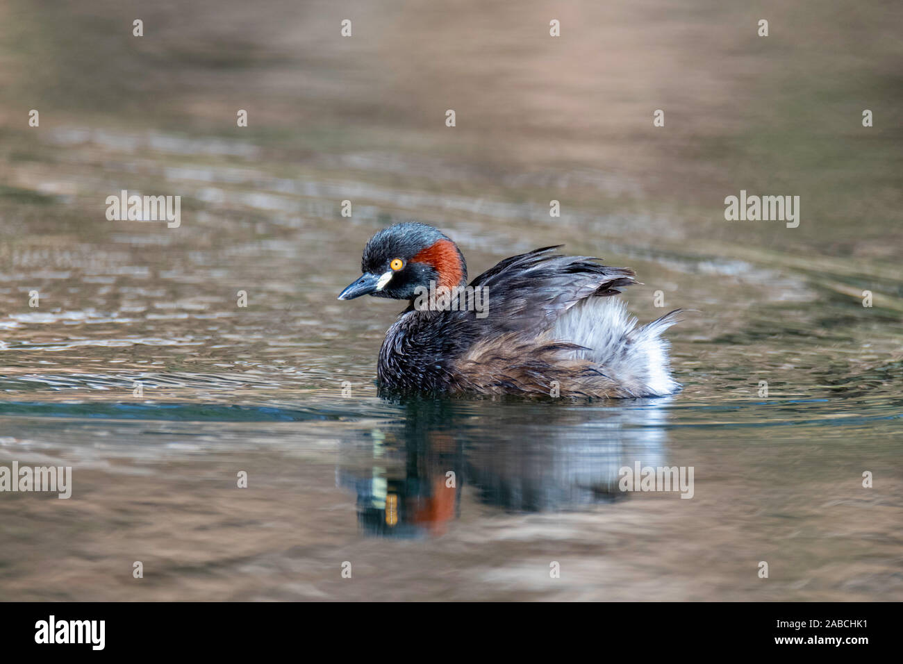 Australasian svasso Tachybaptus novaehollandiae Ormiston Gorge,a ovest di Alice Springs, Territorio del Nord, l'Australia 25 ottobre 2019 Adultsin br Foto Stock