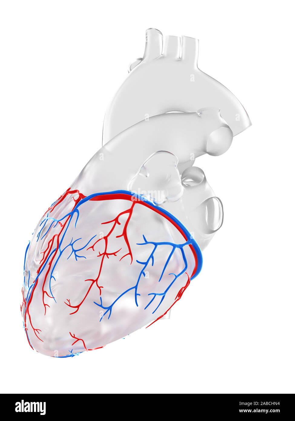 3D Rendering accurato dal punto di vista medico illustrazione della coronaria vasi sanguigni Foto Stock