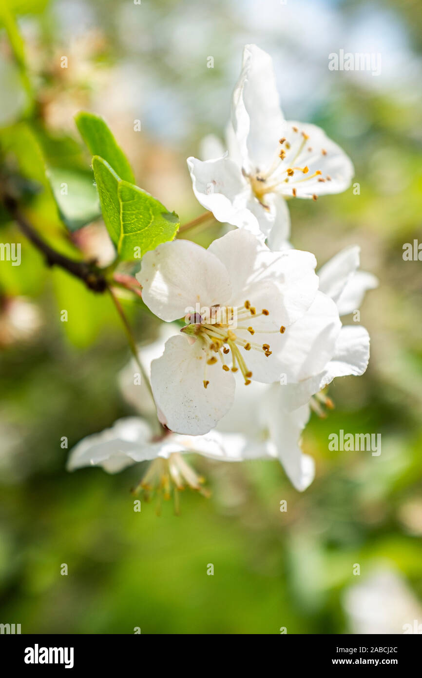 Una chiusura di fiori in primavera gli alberi Foto Stock