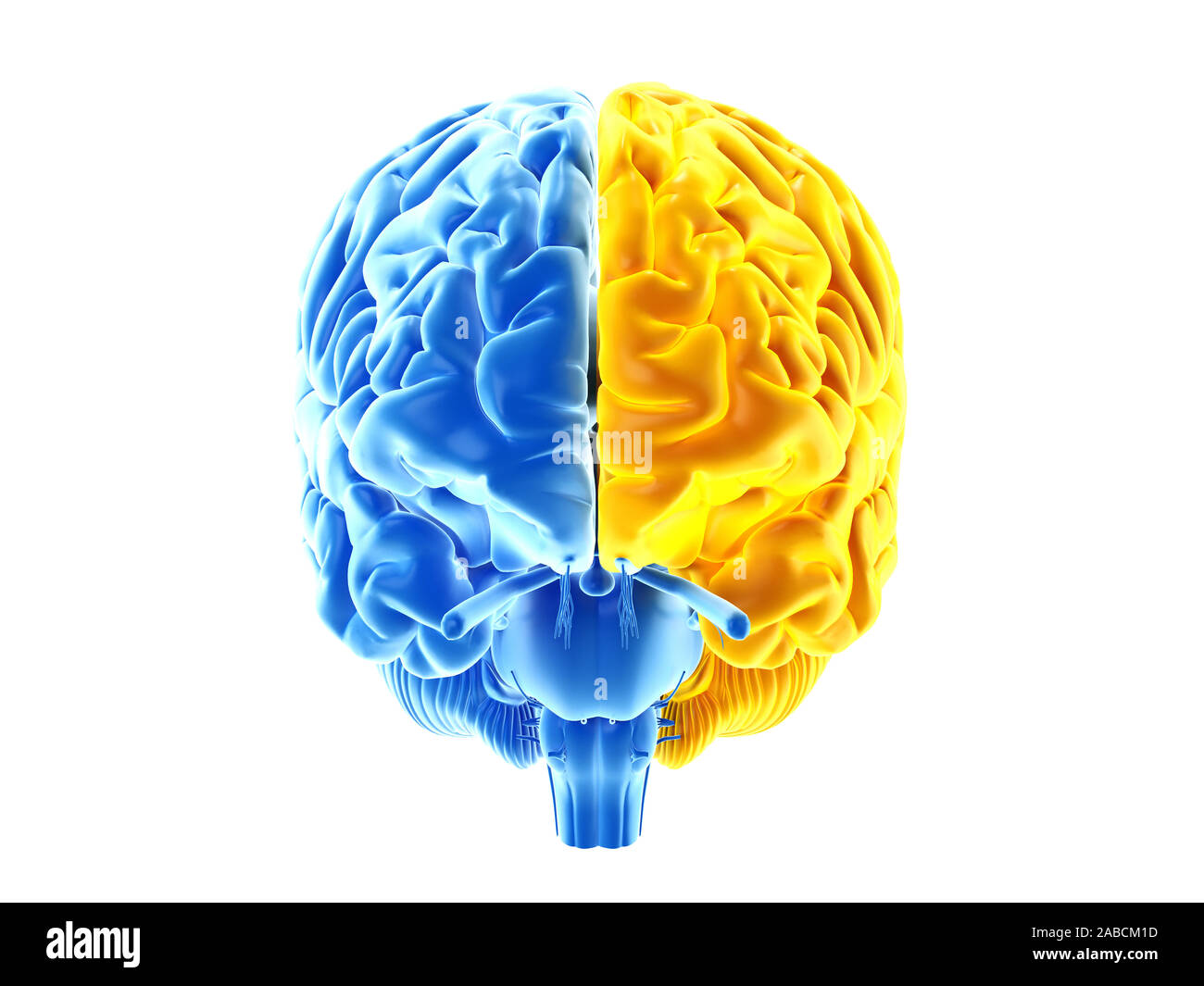 3D Rendering accurato dal punto di vista medico illustrazione dei due emisferi cerebrali Foto Stock