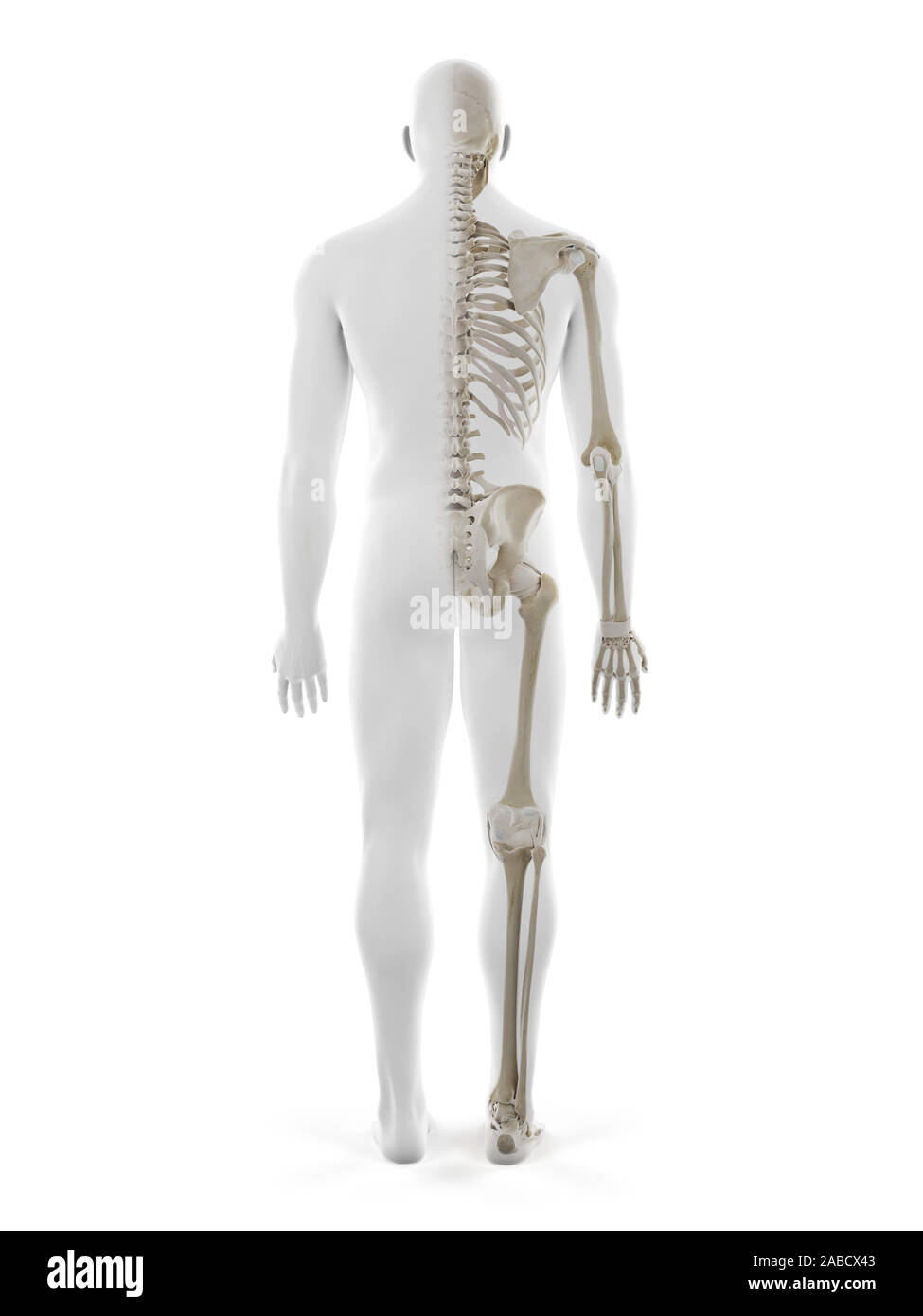 3D Rendering accurato dal punto di vista medico illustrazione dello scheletro umano Foto Stock