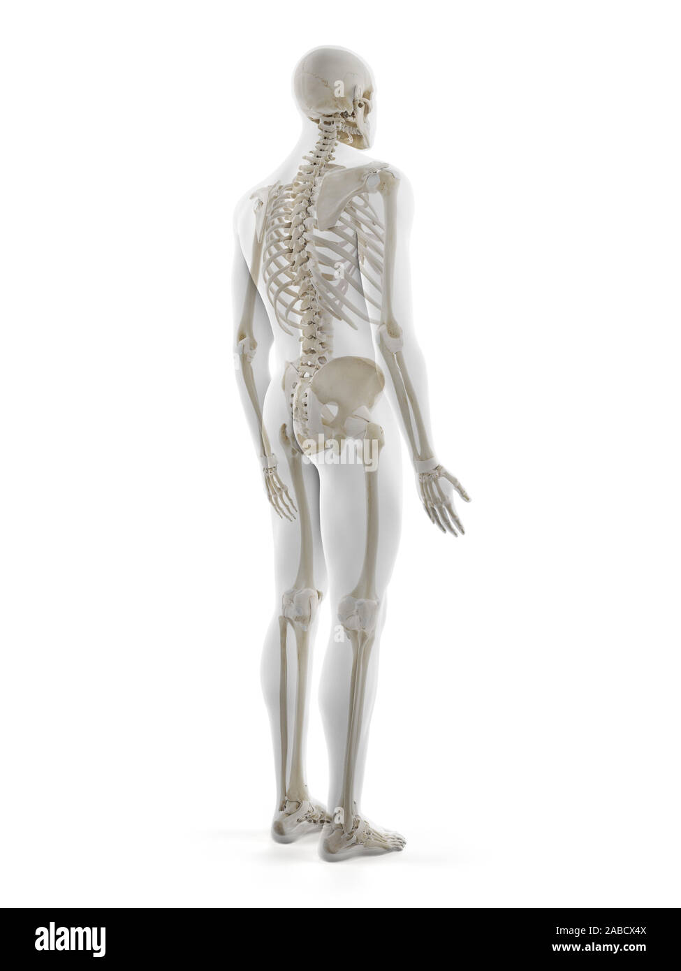 3D Rendering accurato dal punto di vista medico illustrazione dello scheletro umano Foto Stock