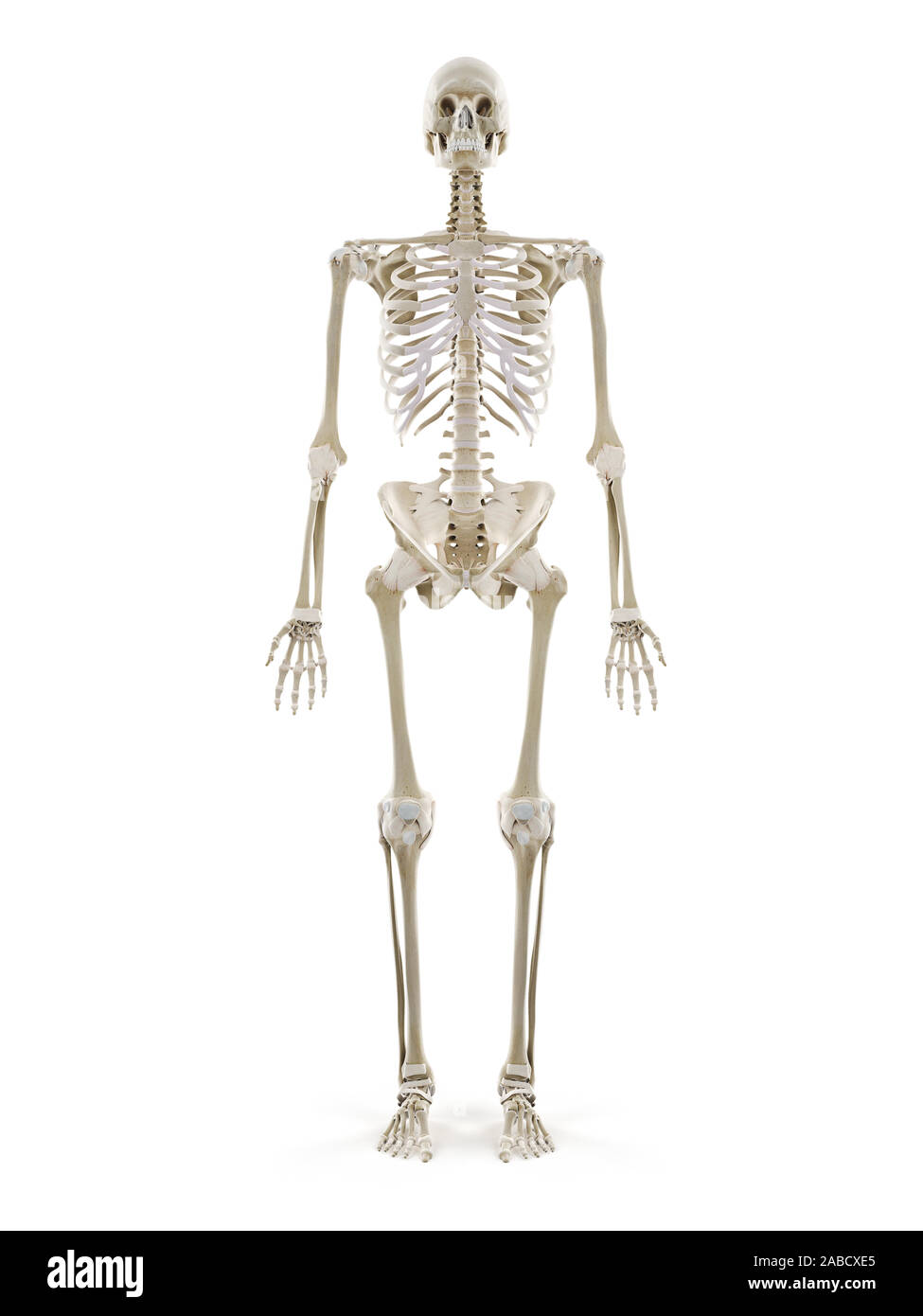 3D Rendering accurato dal punto di vista medico illustrazione dello scheletro umano Foto Stock